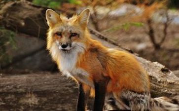 小狐狸开店作文7篇