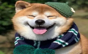开心的树教案5篇