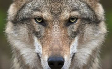 我变成狼作文推荐8篇