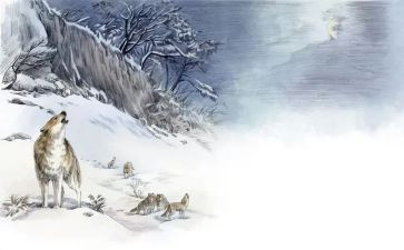 看《狼王梦》读后感400字通用5篇