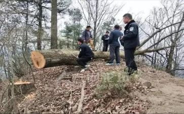 卖林木合同8篇