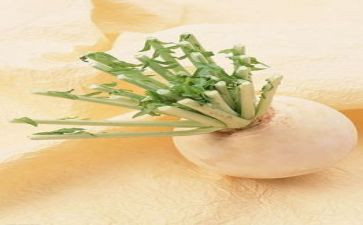 萝卜的教案模板6篇