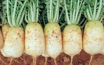 幼儿园萝卜教案8篇