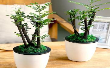 朱自清的绿观后感5篇
