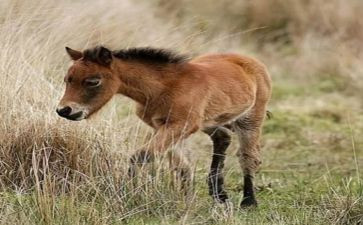神笔马良的作文300字8篇