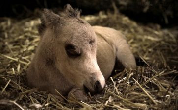 草原上的马读后感推荐8篇