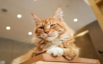 猫的作文素材300字推荐8篇