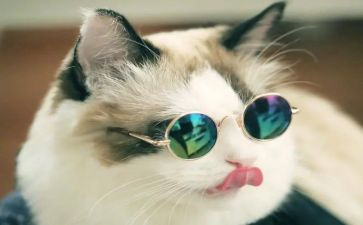 关于猫的调查报告5篇