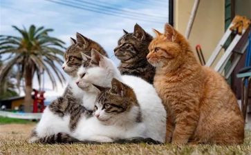 熊猫英文作文7篇