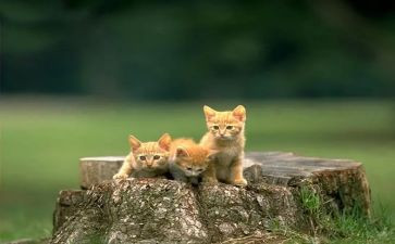 介绍熊猫作文400字7篇