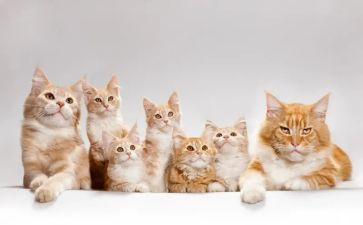 猫的眼睛的作文300字8篇