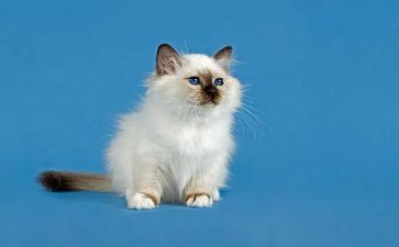 猫的题材的作文最新8篇