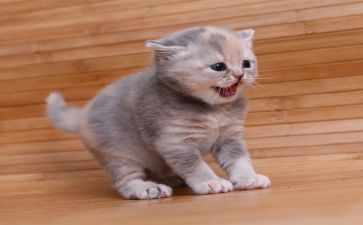 我是猫的演讲稿参考6篇