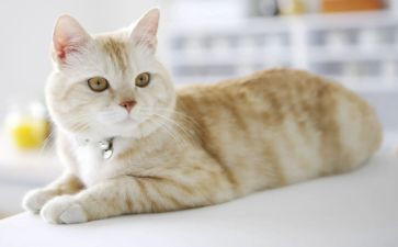 藏猫猫小班教案5篇