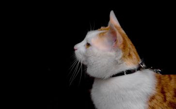 语言小猫钓鱼教案6篇