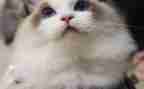 猫听课心得体会优秀8篇