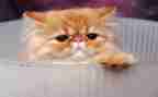 猫听课心得体会模板6篇