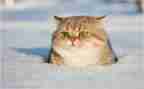 关于猫的调查报告优质7篇