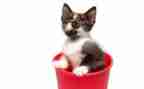 猫教案优秀教案模板6篇