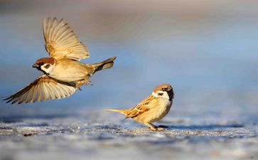 小麻雀读后感5篇