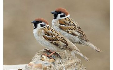 麻雀作文600字5篇