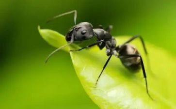 养蚂蚁教案优秀5篇