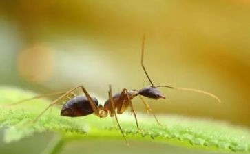 养蚂蚁教案优质7篇
