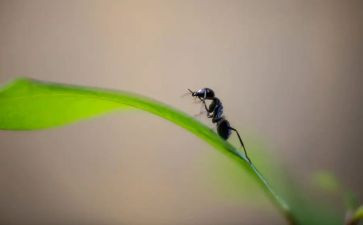 蚂蚁球读后感6篇