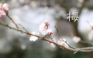 贾梅全传读后感6篇