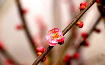 梅花读书心得6篇