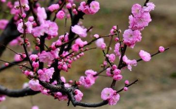 梅花读后感8篇