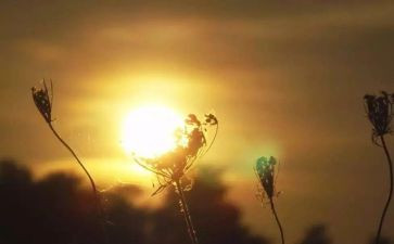 命运与作文800字5篇