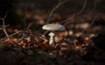 中班小蘑菇教案7篇