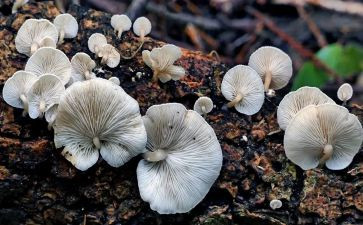 小蘑菇的教案优秀6篇