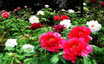 红牡丹读后感6篇