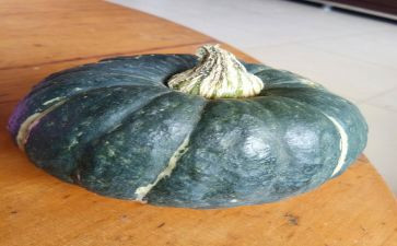 南瓜教案参考5篇