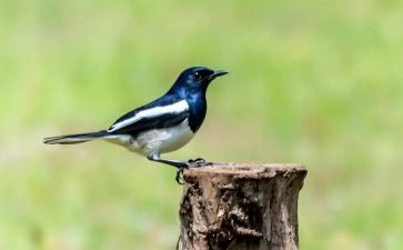 飞鸟集的读后感通用5篇
