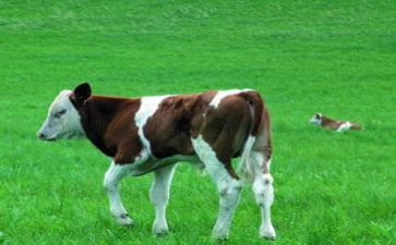 牛作文范文优质6篇