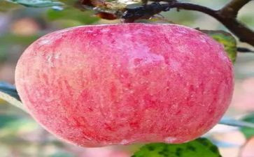 苹果11促销活动方案6篇