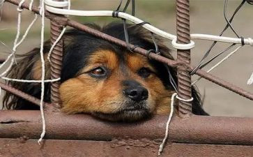 期待作文800字6篇