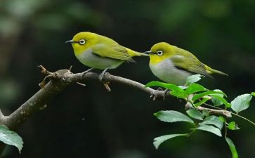 亲近自然作文6篇