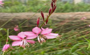 亲近自然作文参考8篇