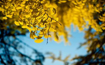 公司中秋节活动方案策划6篇