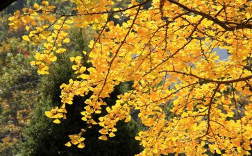作文《我的中秋节》500字8篇