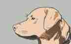 犬只培训总结最新6篇