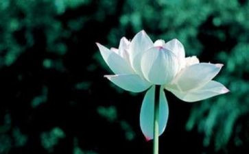 生与死话题作文5篇