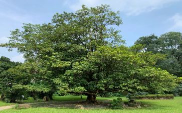 植树问题教学反思参考5篇