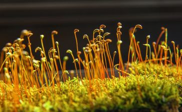 苔优秀作文最新5篇