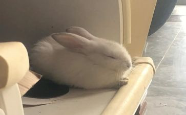 我想只小白兔作文8篇