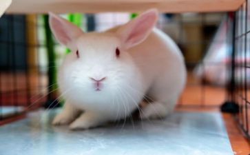 彩虹兔读后感优质8篇